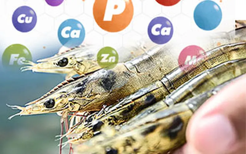Khoáng chất thiết yếu trong nuôi tôm