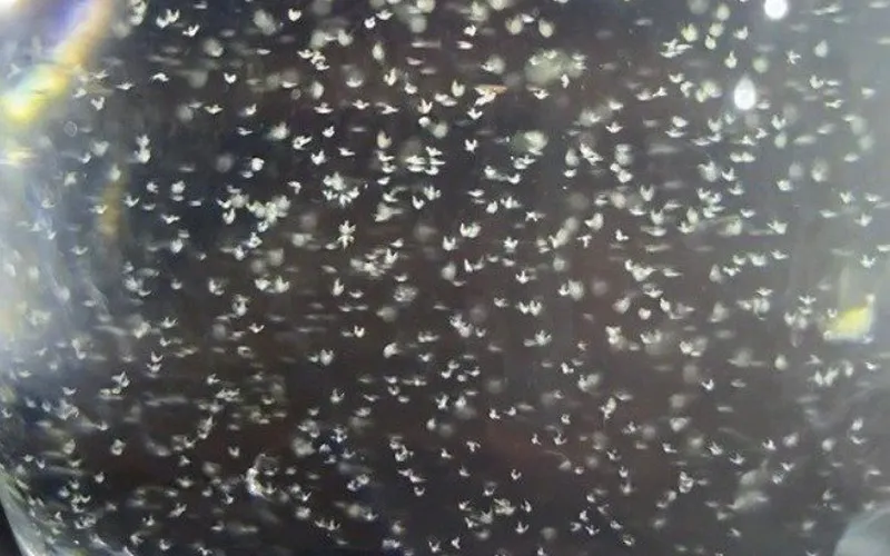 Các giai đoạn phát triển của tôm thẻ chân trắng