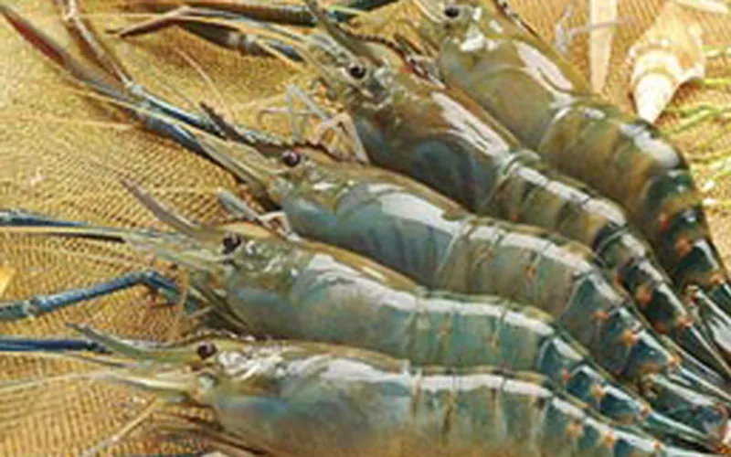 Thủy sản dính đòn từ corona
