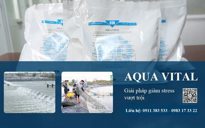 VUA TĂNG SỨC ĐỀ KHÁNG AQUA VITAL - CỨU TINH KHI SANG TÔM