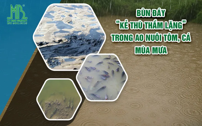 Bùn đáy – Kẻ thù thầm lặng trong ao nuôi tôm, cá mùa mưa