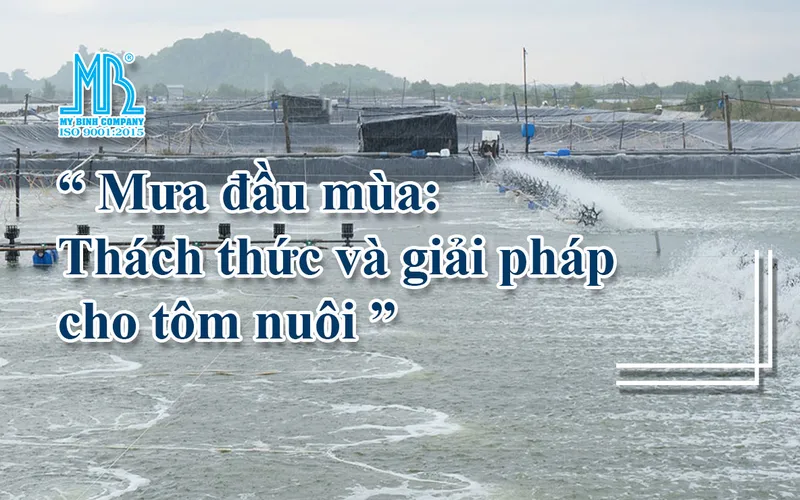 Mưa đầu mùa: thách thức và giải pháp cho tôm nuôi