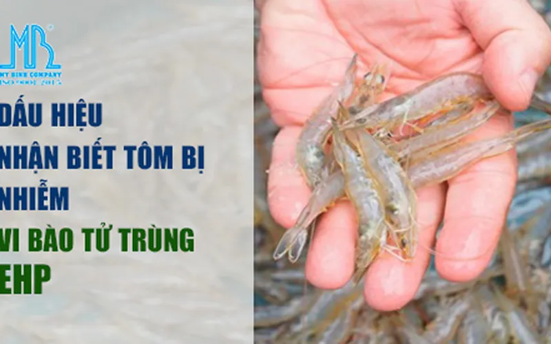 Dấu hiệu nhận biết tôm bị nhiễm vi bào tử trùng EHP