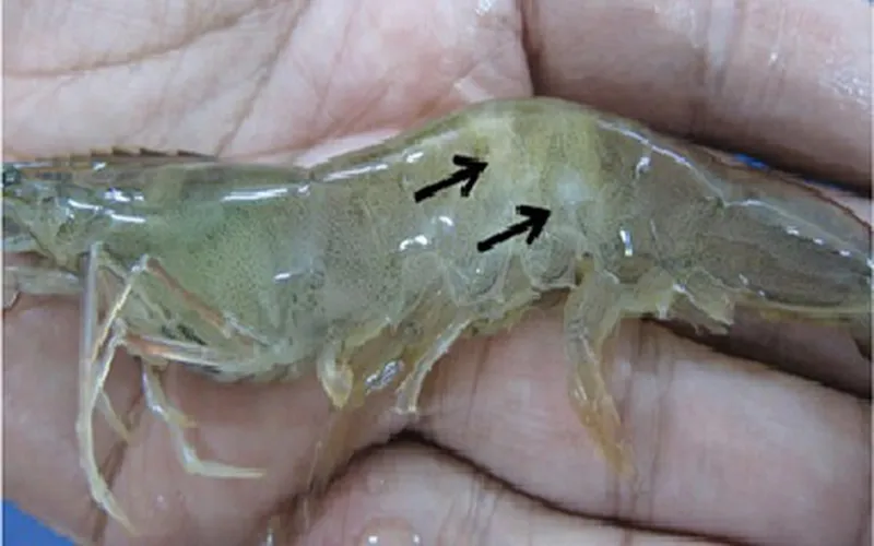 2 bước trị bệnh đục cơ, trắng cơ, cong thân trên tôm hiệu quả và tiết kiệm