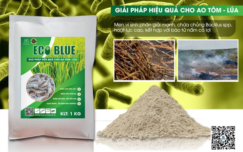 Turning Straw into Organic Fertilizer – ECO BLUE: An Effective Solution for the Rice-Shrimp Farming Model