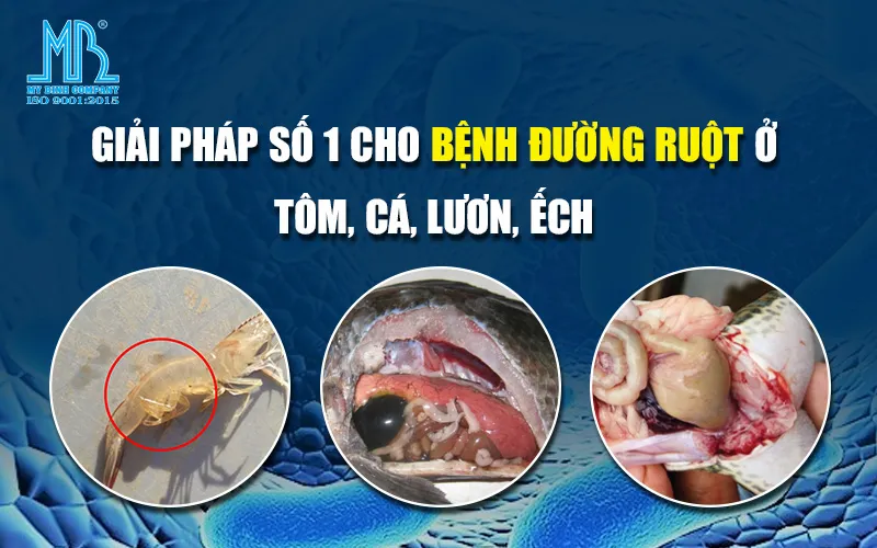 Giải pháp số 1 cho bệnh đường ruột ở tôm, cá, lươn, ếch