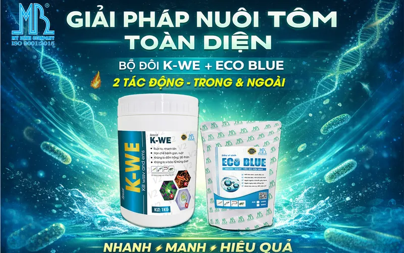 Giải pháp nuôi tôm toàn diện K-WE + ECO BLUE | Giảm chi phí, tăng lợi nhuận