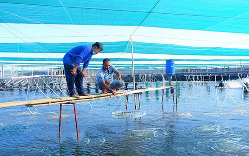 Bến Tre - Tổng sản lượng nuôi trồng thủy sản tháng 7 năm 2023 ước đạt trên 32 nghìn tấn