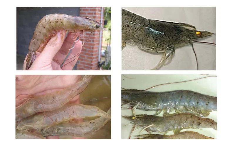 PHÒNG TRỊ BỆNH ĐỐM ĐEN TRÊN TÔM THẺ CHÂN TRẮNG