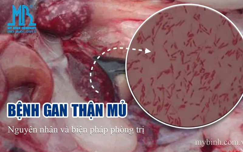 Bệnh gan thận mủ trên cá: nguyên nhân và biện pháp phòng trị