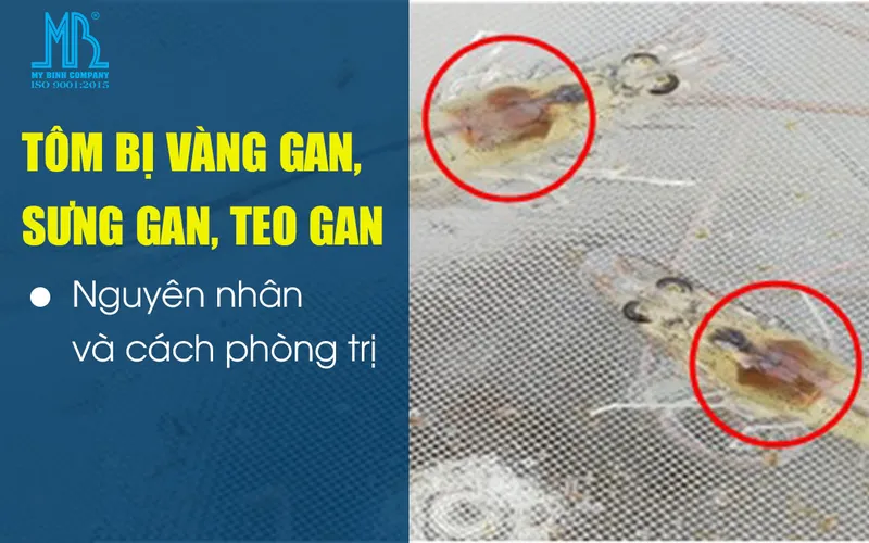 Tôm bị vàng gan, sưng gan, teo gan: nguyên nhân, dấu hiệu nhận biết và cách giúp gan tôm nhanh nâu đen