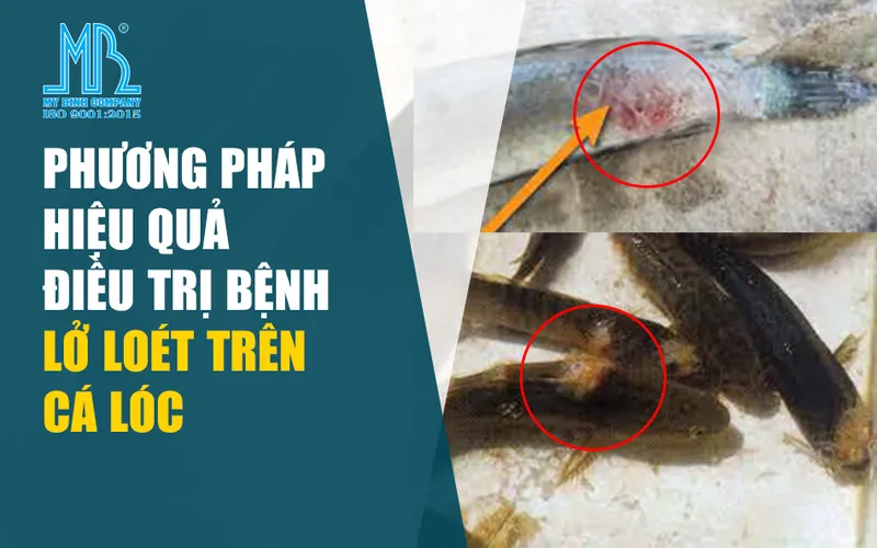 Phương pháp hiệu quả điều trị bệnh lở loét trên cá lóc