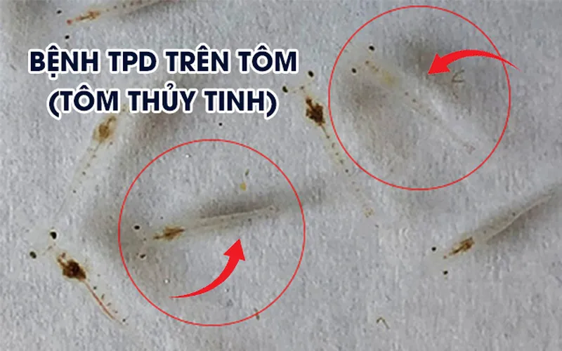 Bệnh TPD trên tôm (hậu ấu trùng thủy tinh), mối nguy đe dọa ngành nuôi tôm.