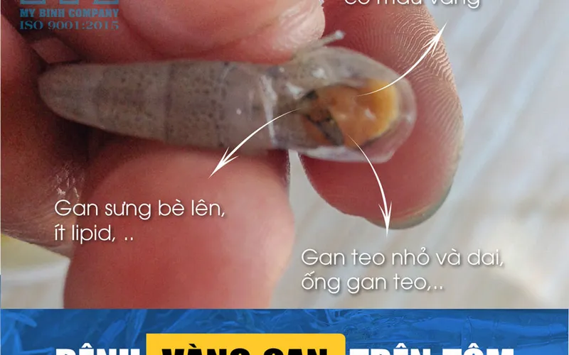 Biện pháp phòng trị bệnh vàng gan trên tôm