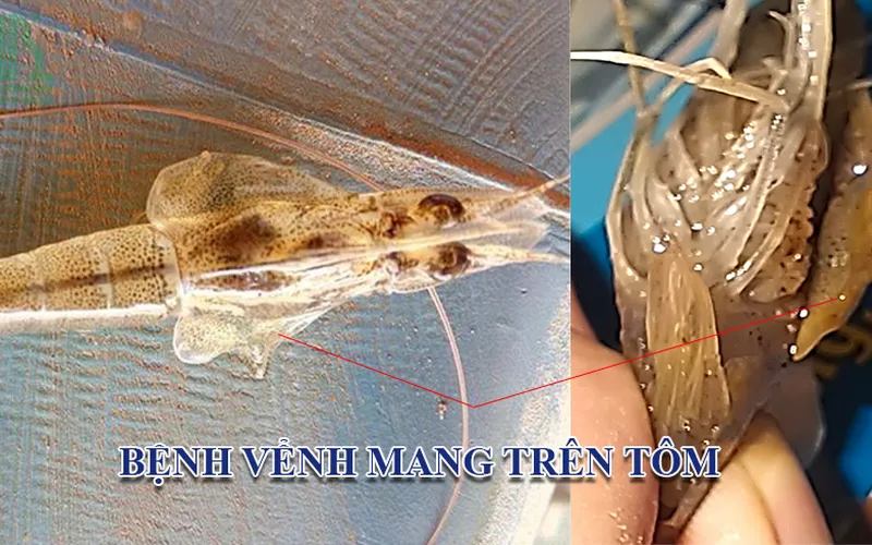 LÀM THẾ NÀO ĐỂ CHỮA BỆNH VỂNH MANG TRÊN TÔM?