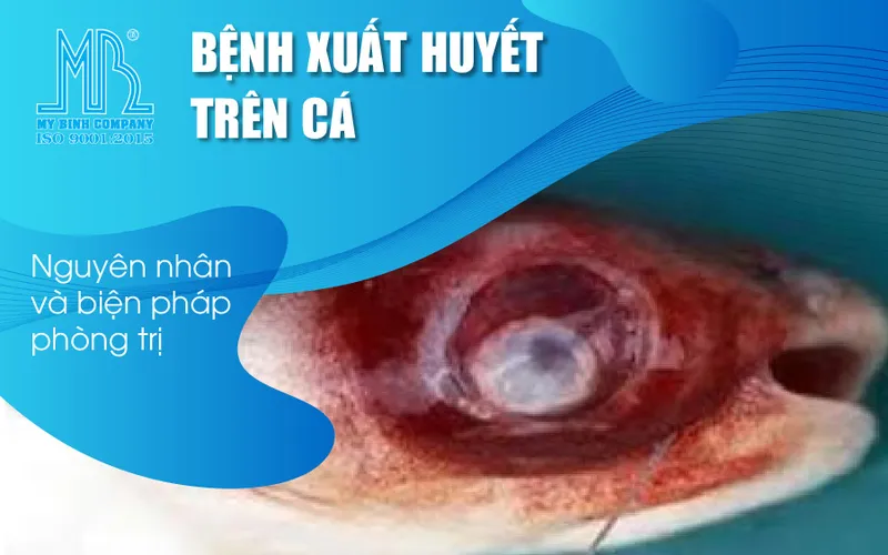 Bệnh xuất huyết trên cá nuôi