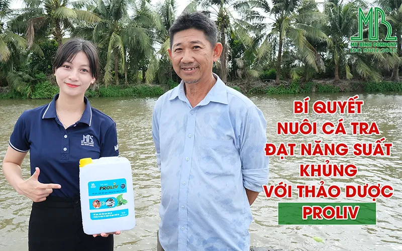 Bí quyết nuôi cá tra đạt năng suất khủng nhờ thảo dược Gan PROLIV