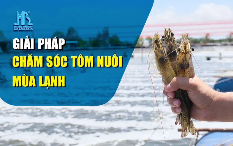 Giải pháp chăm sóc tôm nuôi mùa lạnh