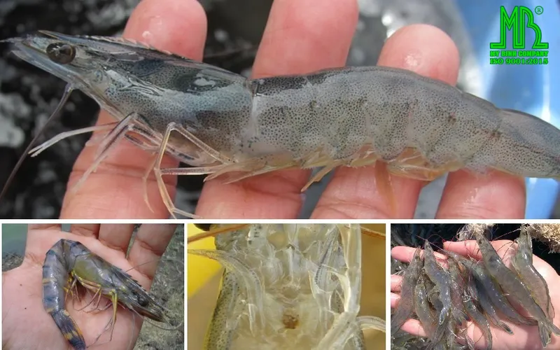 Cách xử lý khí độc triệt để để trong ao nuôi tôm phần 1