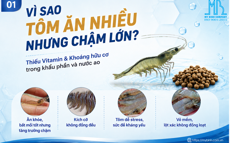 Bổ Sung Khoáng Cho Ao Nuôi Tôm: Vì Sao Tôm Chậm Lớn, Mềm Vỏ Dù Vẫn Ăn Bình Thường?