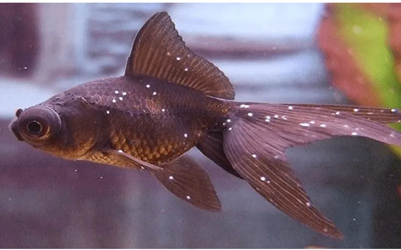 Cách phòng trị bệnh đốm trắng trên cá cảnh