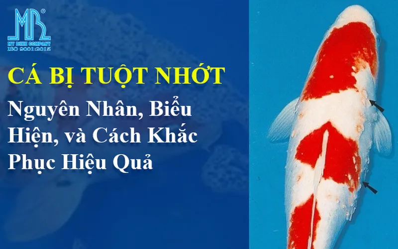 Hiện Tượng Cá Bị Tuột Nhớt: Nguyên Nhân, Biểu Hiện, và Cách Khắc Phục Hiệu Quả