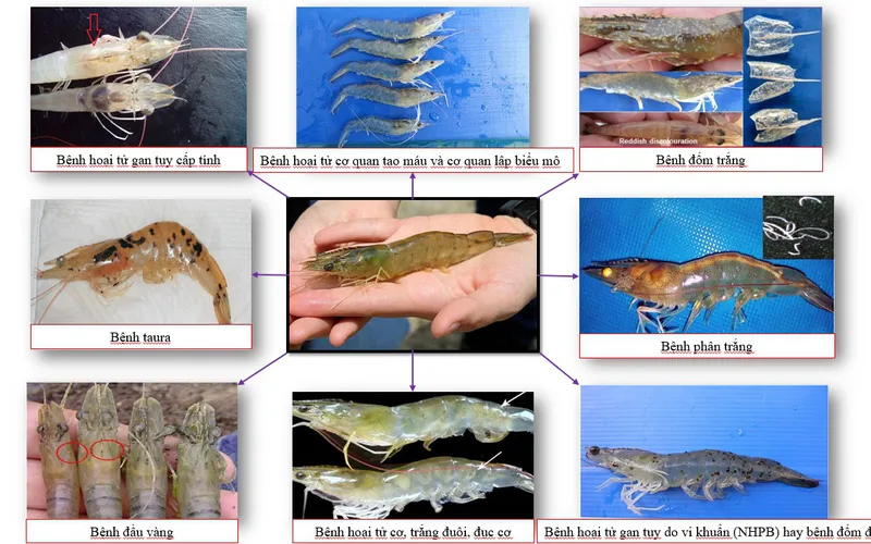MỘT SỐ BỆNH THƯỜNG GẶP TRONG NUÔI TÔM