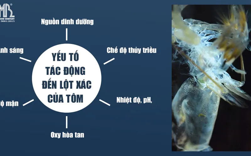 CÁC YẾU TỐ TÁC ĐỘNG ĐẾN LỘT XÁC VÀ ĐẶC ĐIỂM TĂNG TRƯỞNG  Ở TÔM THẺ CHÂN TRẮNG