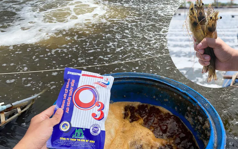 Cách gây màu nước, màu vàng trà cho ao nuôi tôm