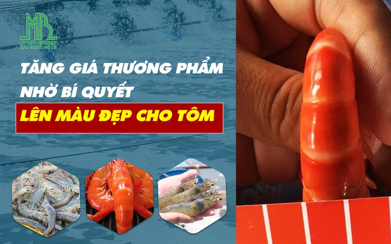 Tăng Giá Thương Phẩm Nhờ Bí Quyết Lên Màu Đẹp Cho Tôm