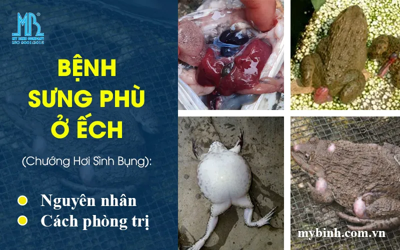 Bệnh Sưng Phù Ở Ếch (Chướng Hơi Sình Bụng): Nguyên Nhân & Cách Trị