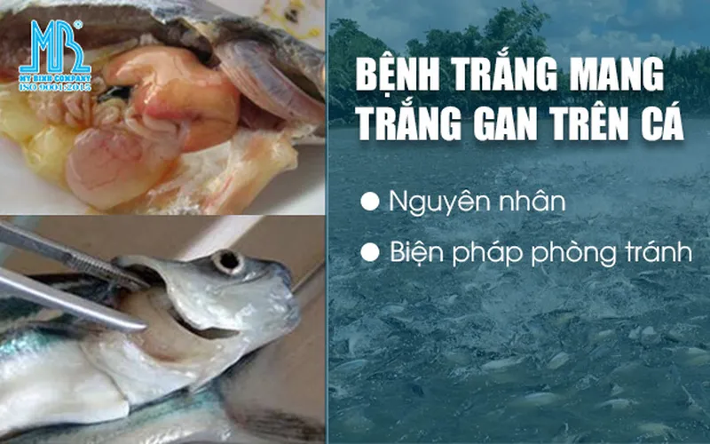 Bệnh trắng mang, trắng gan trên cá: Tìm hiểu nguyên nhân và cách phòng tránh