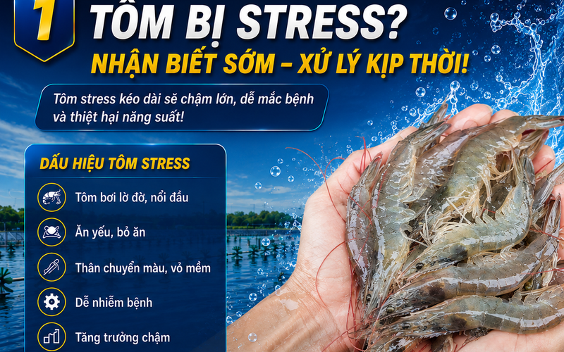 Tôm bị stress: Nhận biết sớm, xử lý kịp thời để bảo vệ năng suất vụ nuôi