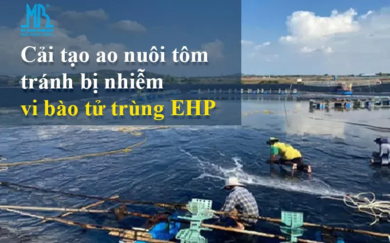Cải tạo ao nuôi tôm tránh bị nhiễm  vi bào tử trùng EHP