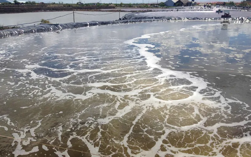 Phương pháp diệt khuẩn ao nuôi tôm an toàn