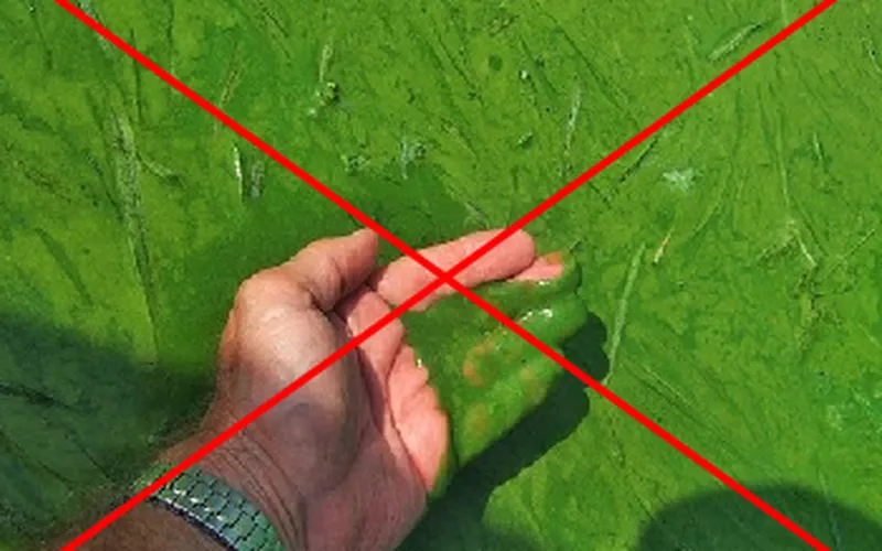 Cách diệt tảo và gây màu nước trong ao tôm hiệu quả