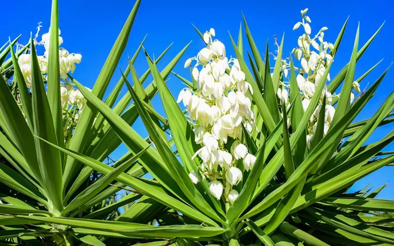 Cách xử lý khí độc triệt để trong ao nuôi tôm phần 2