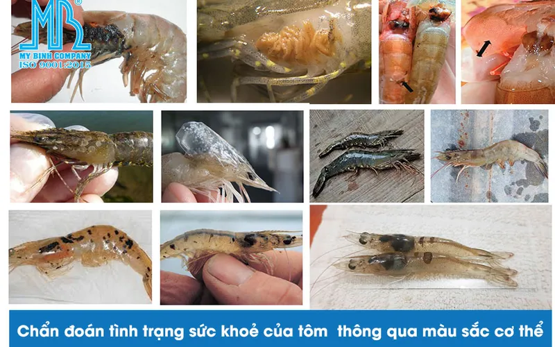 Chẩn đoán tình trạng sức khoẻ của tôm  thông qua màu sắc cơ thể của chúng.