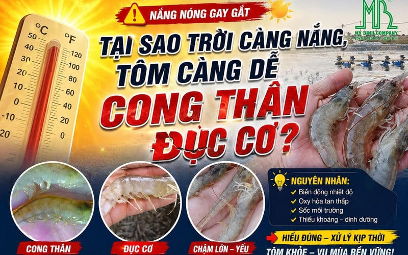 Tại sao trời càng nắng, tôm càng dễ cong thân đục cơ? Nguyên nhân & giải pháp hiệu quả