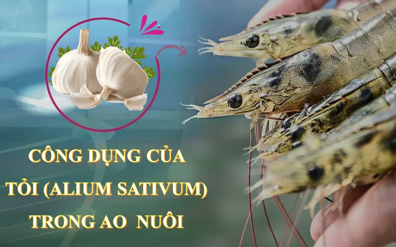 ỨNG DỤNG CỦA TỎI TRONG NUÔI TÔM