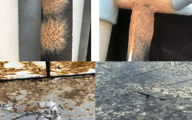 Nấm đồng tiền: cách phòng ngừa và xử lý nấm đồng tiền trong ao tôm