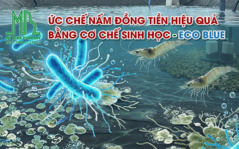 ECO BLUE - Ức chế nấm đồng tiền hiệu quả trong ao nuôi tôm bằng cơ chế sinh học