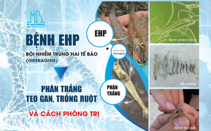 EHP bội nhiễm trùng 2 tế bào (greragine) gây bệnh phân trắng, teo gan, trống ruột trên tôm và phác đồ phòng trị.