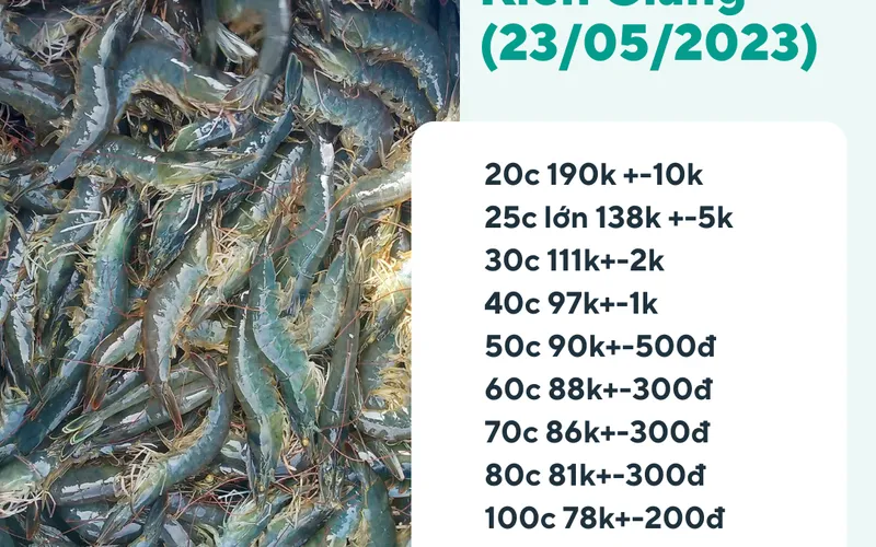 Cập nhật giá tôm kiểm kháng sinh ngày 23/05/2023