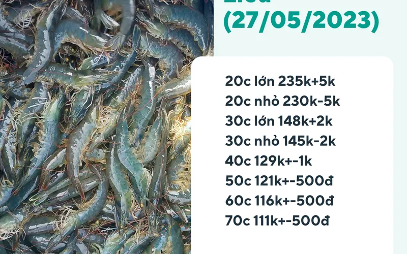 Cập nhật giá tôm kiểm kháng sinh ngày 27/05/2023