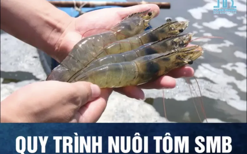Rút ngắn thời gian nuôi tôm đến mức tối ưu bằng Quy trình SMB
