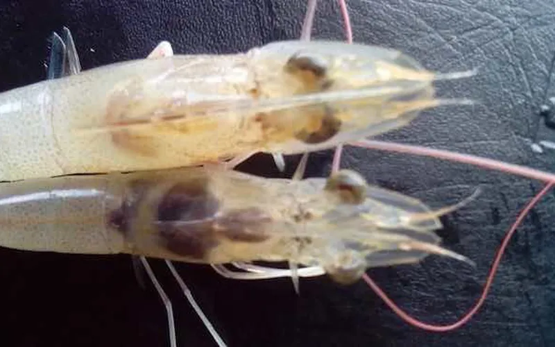 Cách phòng ngừa bệnh hoại tử gan tụy cấp ở tôm