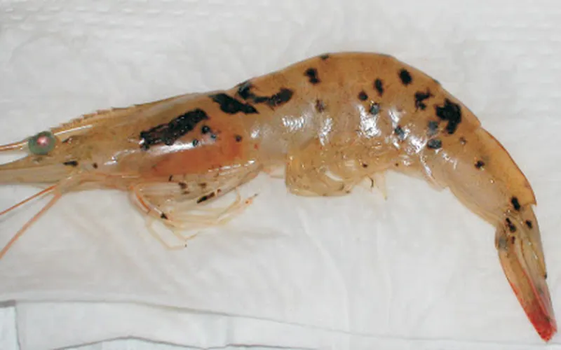 Hội chứng Taura trên tôm thẻ chân trắng