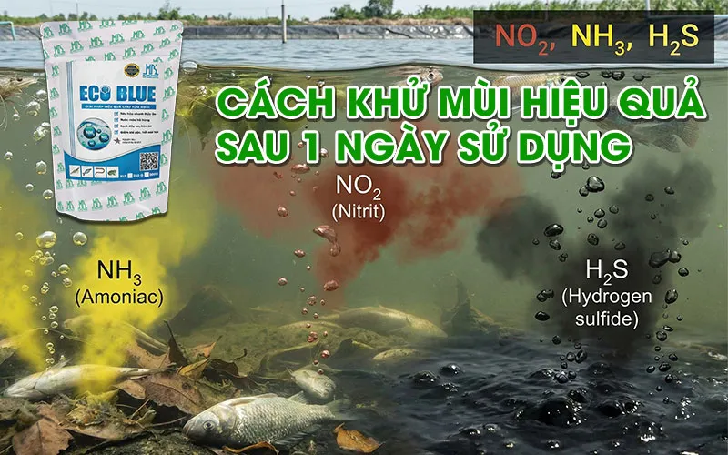 Why do shrimp and fish ponds have a foul odor? How to eliminate bad odor effectively within 24 hours
