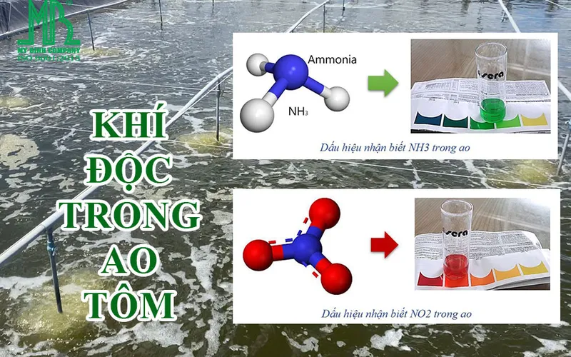 CÁCH QUẢN LÝ KHÍ ĐỘC TRONG AO NUÔI TÔM AN TOÀN - TIẾT KIỆM - HIỆU QUẢ VÀ BỀN VỮNG